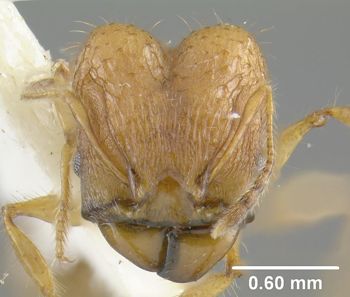 Media type: image;   Entomology 31116 Aspect: head frontal view